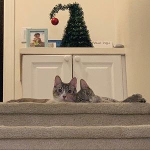 Meet your Posher, Lance